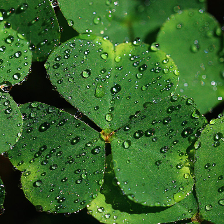 St Patrick's Day events in Fort Collins Luxury Mountain Living