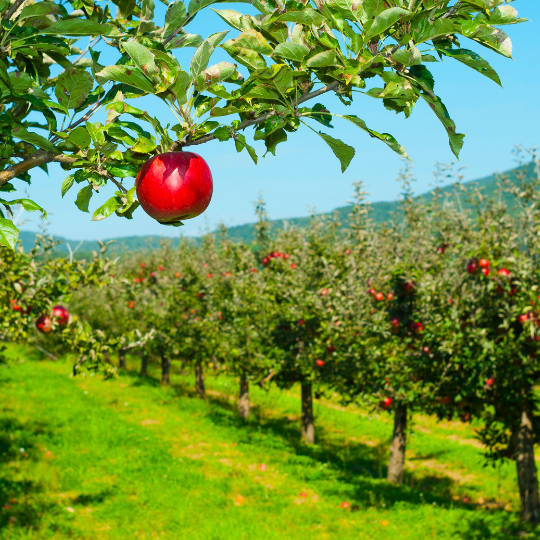 Apple Picking Farms