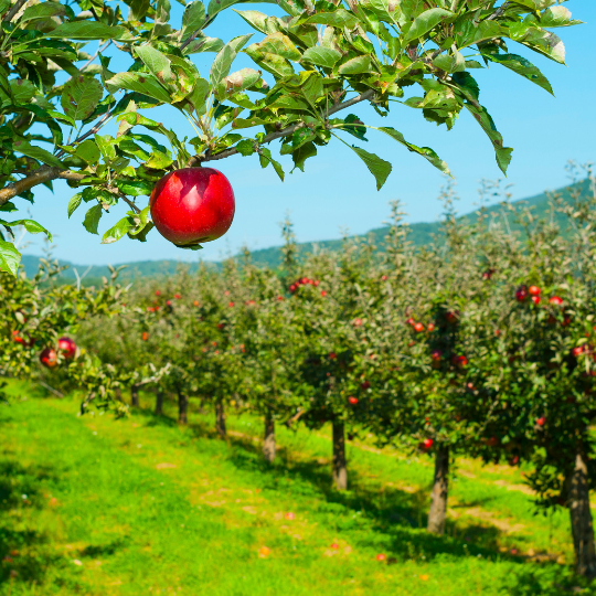 Collins Family Orchards Organic Honeycrisp Apples – Local Yokels