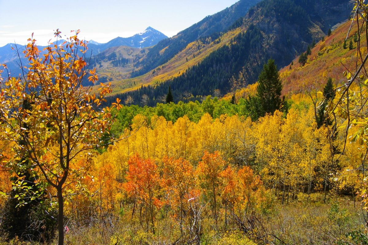 Colorado Fall Drives