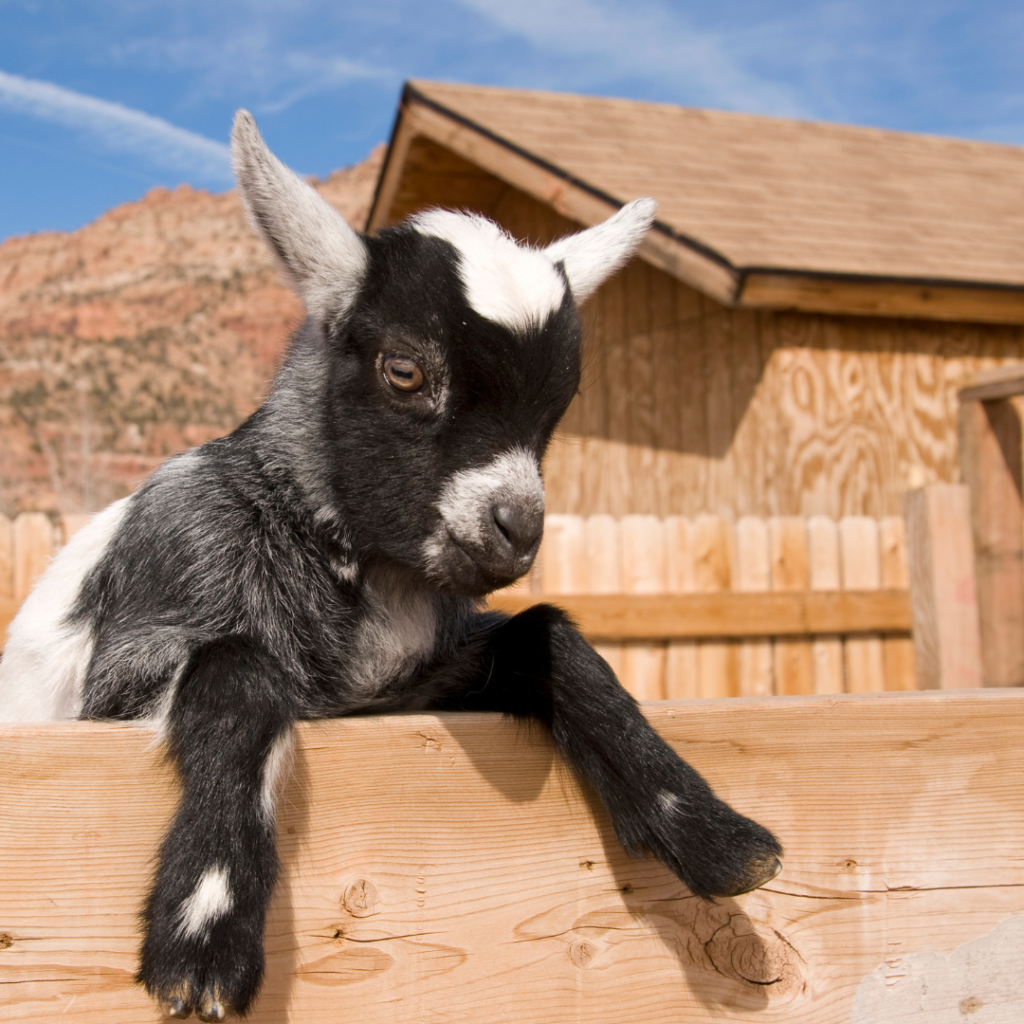 baby goat yoga