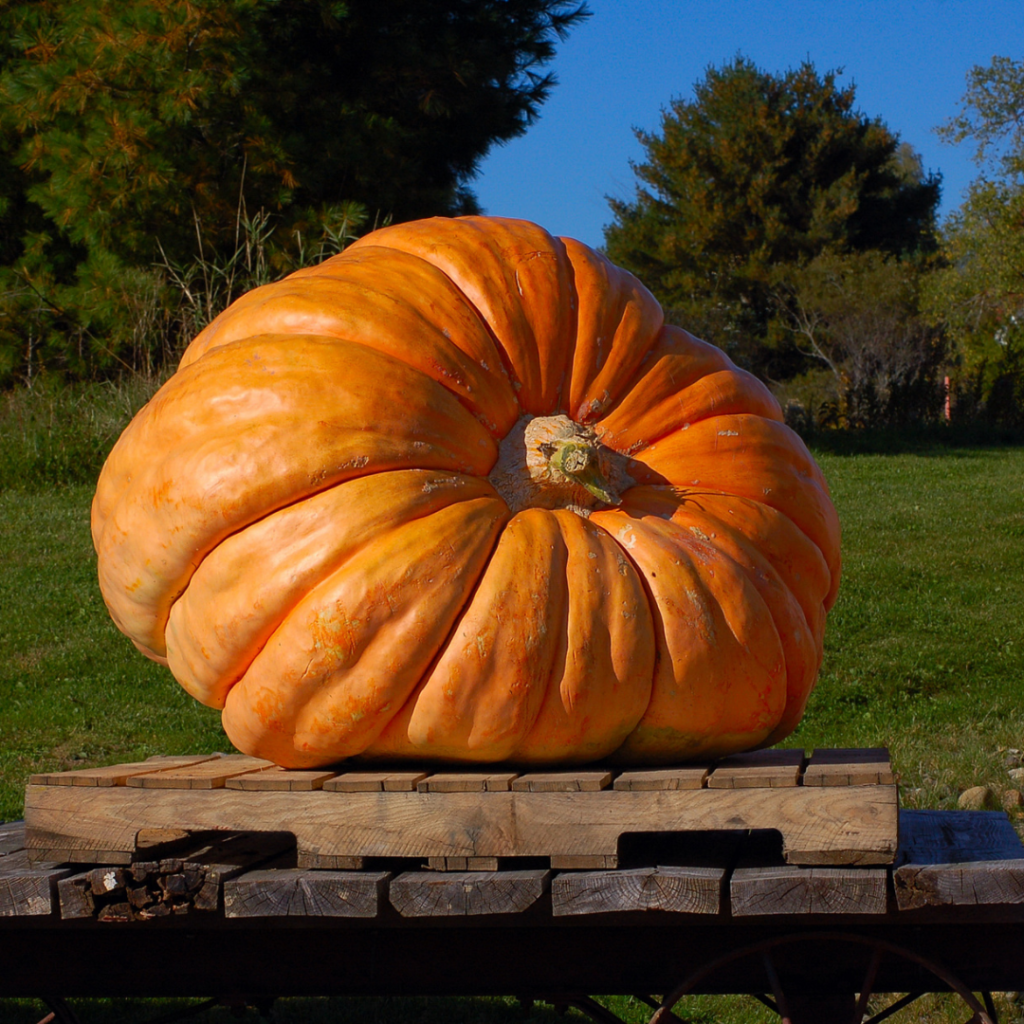 Giant pumpkin weigh off